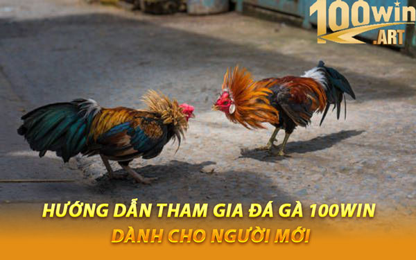 Hướng Dẫn Tham Gia Đá Gà 100WIN Dành Cho Người Mới